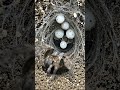 POV: Inside a Spider’s Underground Nest 🕷️ | Egg Hatch to Life (Realistic Micro Camera) #trending