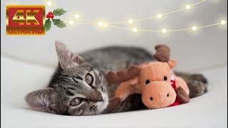 Instantly feel good with Christmas ASMR 🎄 Cat purr & Fireplace by Healing Cats Relaxing Music 277 views 5 months ago 1 hour, 11 minutes