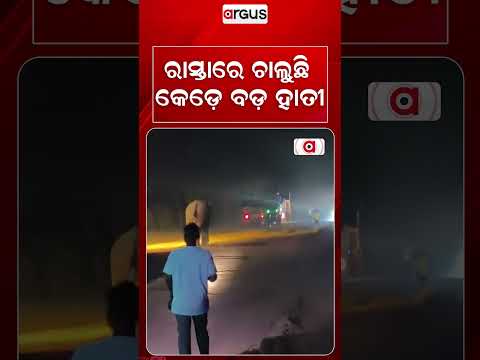 ରାସ୍ତାରେ ଚାଲୁଛି କେଡ଼େ ବଡ଼ ହାତୀ | Elephant Menace In Sundargarh | Argus News