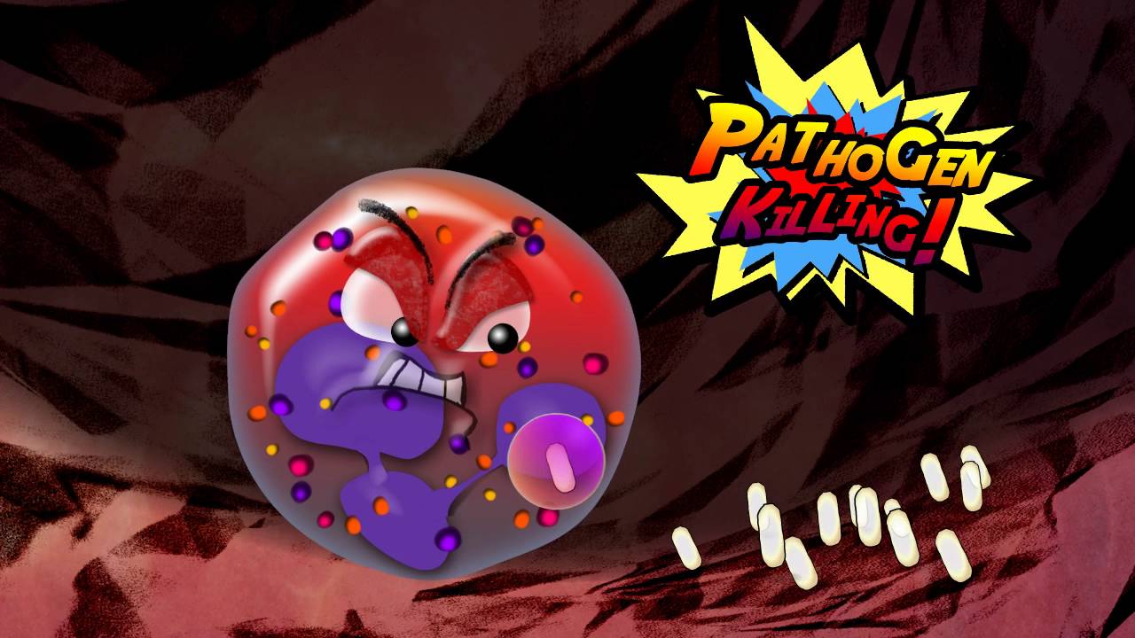 SUPERCYTES Neutrophil