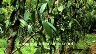 Vanilla plantation in Kerala, India