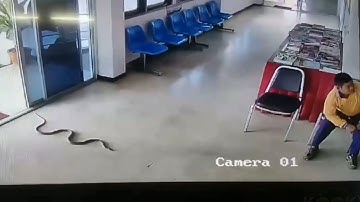 SNAKES Sudden Attack On HUMANS Caught On CCTV