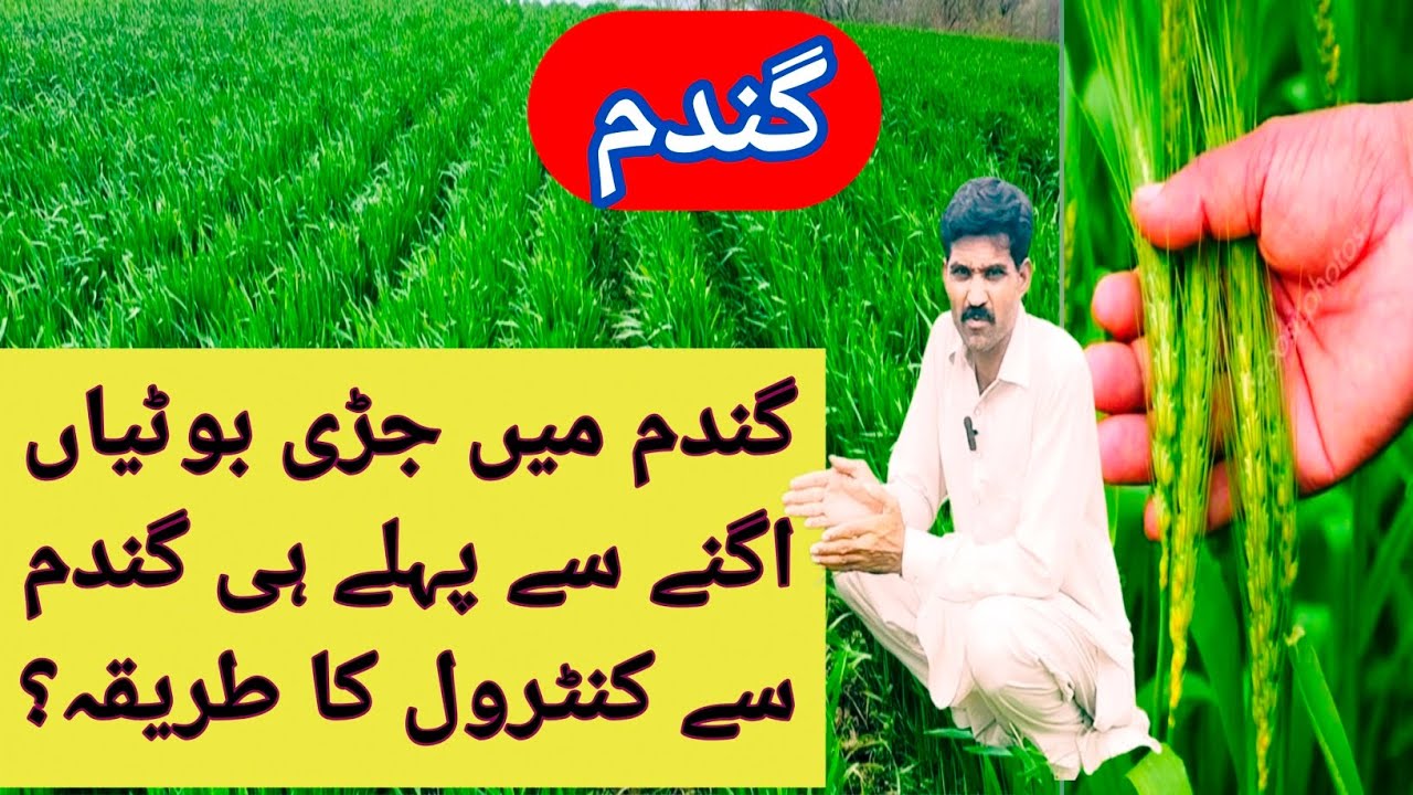 How to control weeds in wheat before Germination    | wheat weeds | wheat crop