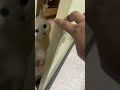 这笨猫自己开不开门，每次给它开门都要扑我一下；还以为十一回来出息了，结果还一样。看着凶，每次都是不伸爪子的 #猫咪 #萌宠出道计划 #猫咪的迷惑行为 #给猫开门 #猫 #搞笑猫咪