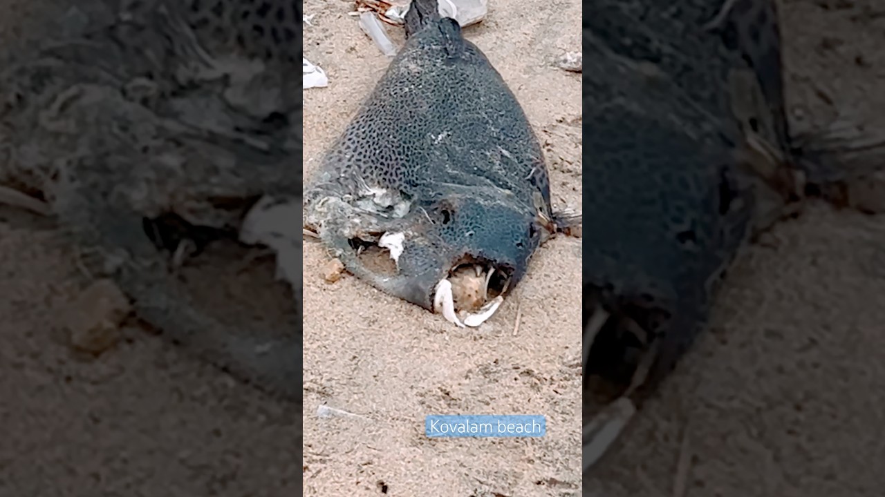 🐳High tide at koval 