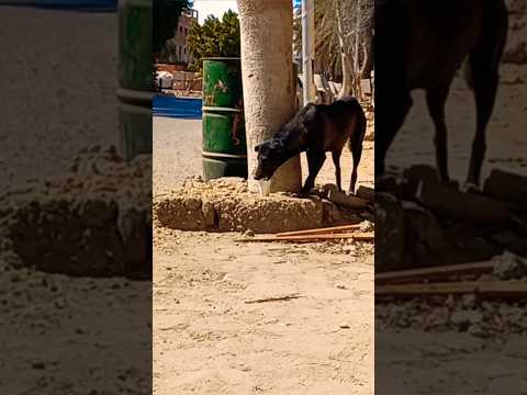 قال رسول الله ﷺ بينما رجل يمشى فاشتد عليه العطش فنزل بئرا فشرب منها ثم خرج فإذا هو بكلب يلهث