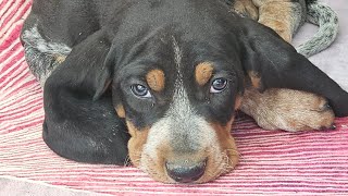 Blue eyed BLUETICK COONHOUND PUPPIES!