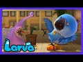 Larva - Violets skremmende tenner! | Barne-TV | WildBrain Eventyrfjellet