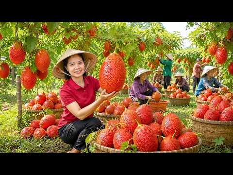 Harvesting 1000 + Kg Red Gac Fruit on the Young Hill To Sell At Market | Tieu Ca Free Bushcraft