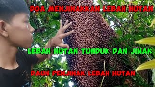 Cara menjinakkan lebah madu hutan dengan daun ini dan doa ini sangat ampuh subhanallah
