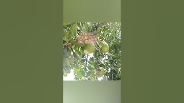 Asal Usul Nama Kerajaan Majapahit dari Buah Maja yang Rasanya Pahit