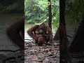 Mother Orangutan and Baby Sheltering In The Rain #animals #orangutans #amazinganimals
