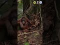 Mother Orangutan and Baby Sheltering In The Rain #animals #orangutans #amazinganimals