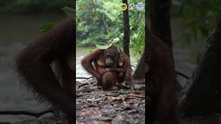 Mother Orangutan and Baby Sheltering In The Rain #animals #orangutans #amazinganimals