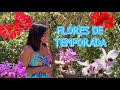 Flores de temporada Verano 2021 🌸🪴