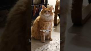 He looks like hes about to throw paws ? animals cat cute funnypets pets cutecat petvideos