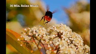 30 Min. Relax Music, Snoezelen, Healing Music, Concentration Music