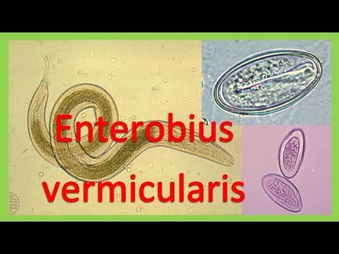 ciclo de vida de enterobius vermicularis pdf free