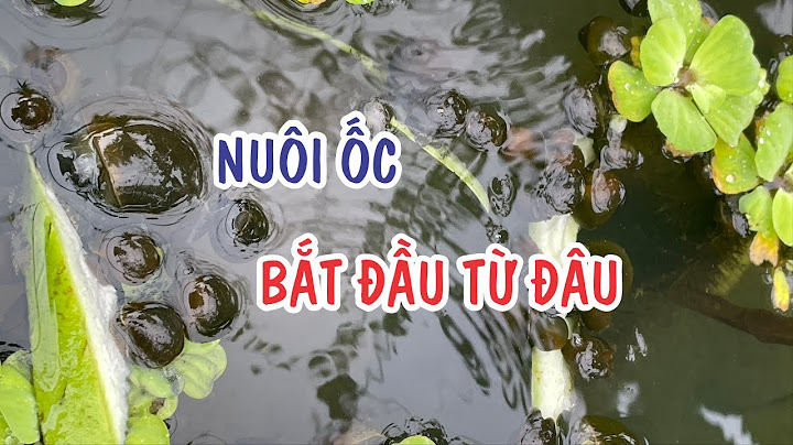 Hướng dẫn cách nuôi ốc