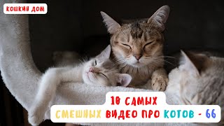10 самых смешных видео про котов  - выпуск 66
