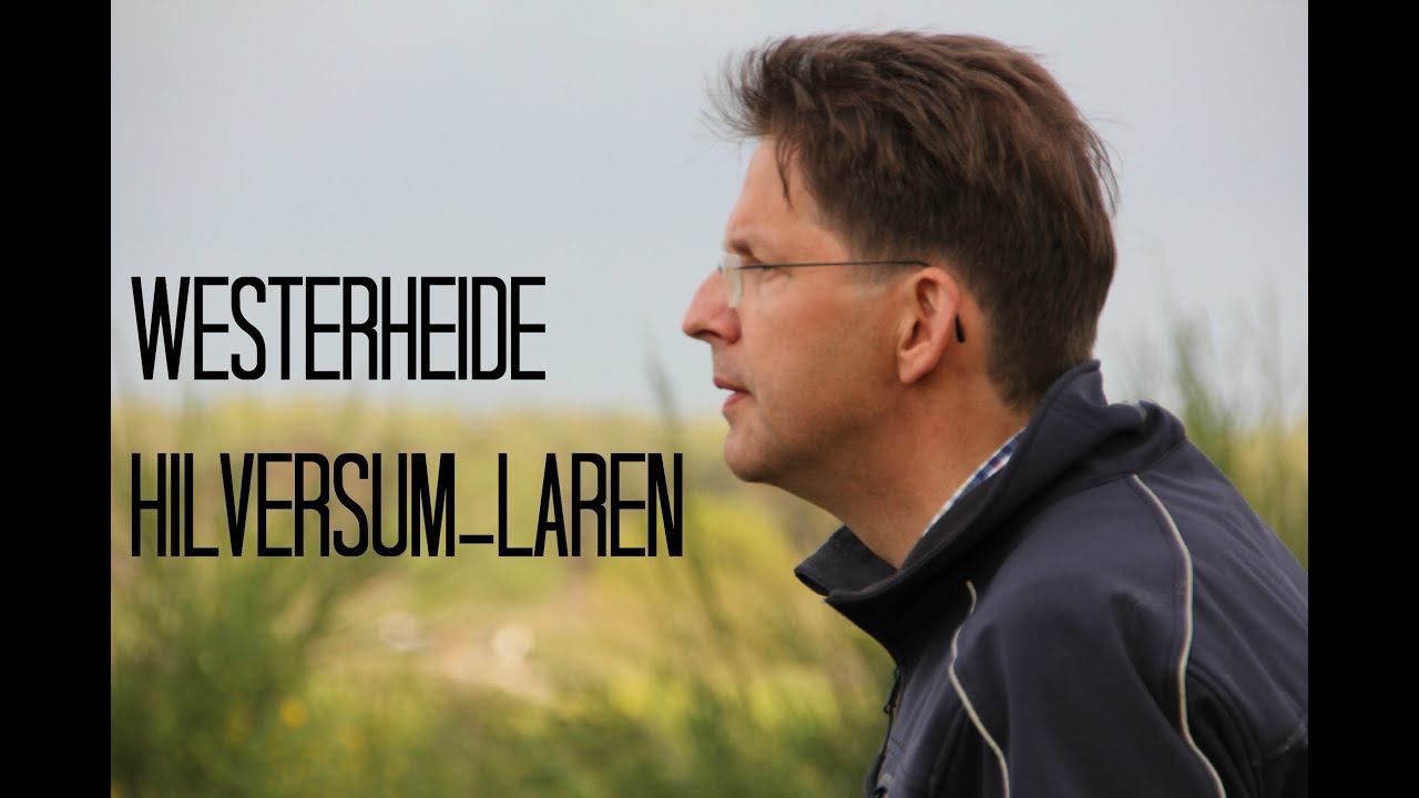 Reeën in Hilversum - Westerheide