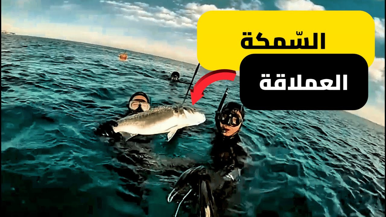 حكايتي مع سمكة القاروص 🎯🐟 لحظات لا تنسى 🤯 Best Moments