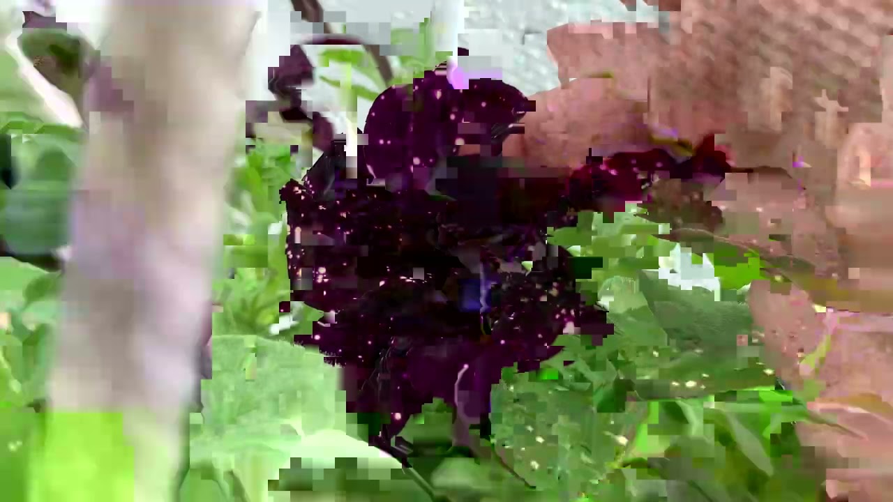 Рассада томатов без обработок ретардантами.Она такая разная?22 апреля 2021 г.