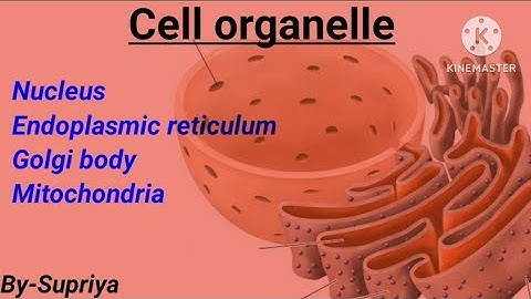 Cell organelle | Basic of Protein sorting | csir-ugc net life science | Dec 2024