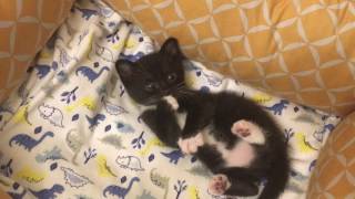 3 1/2 Week Old Foster Kittens Learning from their Mom! 3 1/2 Week Old Foster Kittens Learning from their Mom!