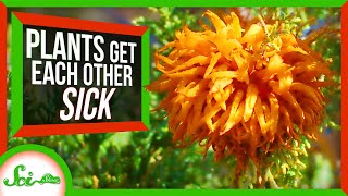 3 Ridiculous Ways Plants Get Sick