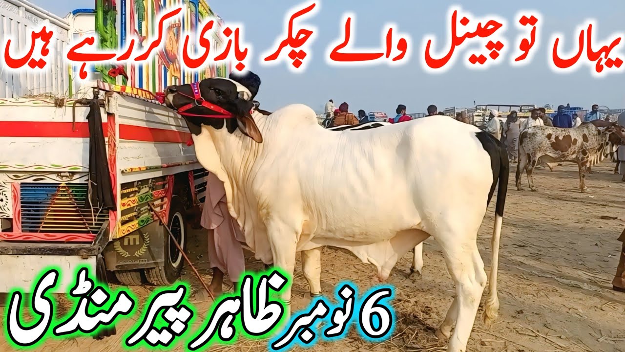 Today Zahir Pir Cow Mandi Fresh Latest Updates | Cholistani Nukre Sahiwal Bachre | Cow Mandi 2025