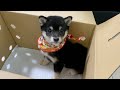 柴犬の子犬がペットショップ以外の場所を知った瞬間の顔 #shorts