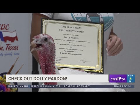 Turkey named Dolly Pardon becomes ambassador for East Texas city's first turkey pardon to celebrate