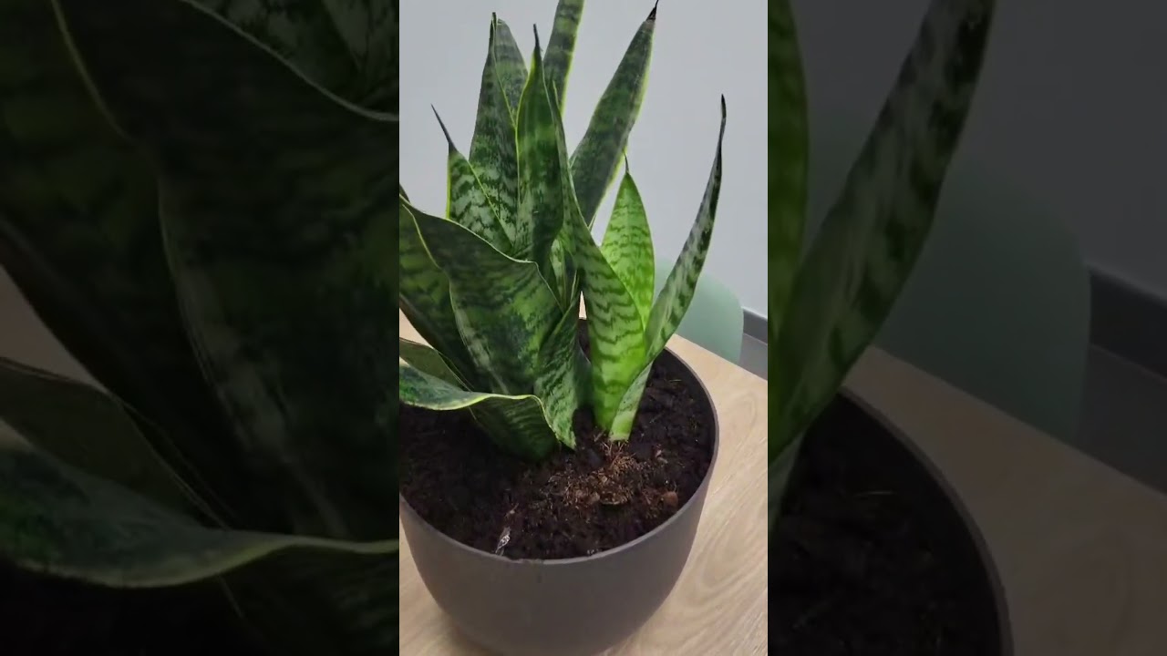 Quali piante da interno scegliere per arredare casa 