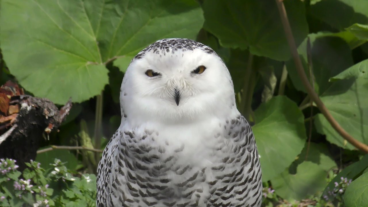 シロフクロウ,旭川市旭山動物園,Snowy Owl,Asahiyama Zoo,Hokkaido