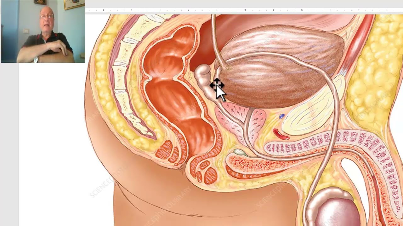 Introduction to anatomy for paramedical students 19 (Male genital system) ,  by Dr, Wahdan