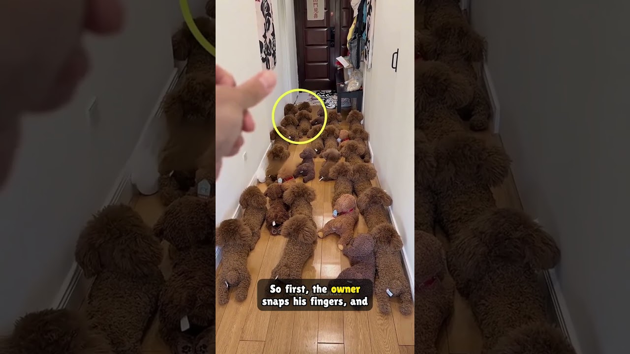 This Dog’s Hiding Spot Is Unbelievable! 😂🐶 #shorts#decodingdog #dogstories #funnydogs #dogfacts #p