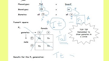 National 5 Biology key area 2 5 monohybrid cross