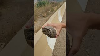 Saving a Turtle from Being Smooshed || ViralHog