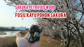 Bolang Akik Di Jepang Dapat Batu Fosil Kayu Pohon Sakura Dan Rose Quartz