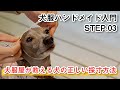 犬服屋が教える犬の正しい採寸方法｜大切な6つのポイント｜犬服ハンドメイド入門｜ゼロからの犬服の作り方＆ショップ運営の基礎｜STEP.03