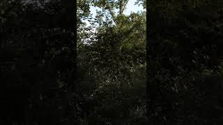 10Hz Focus Music for Deep Work &amp; Concentration #shorts