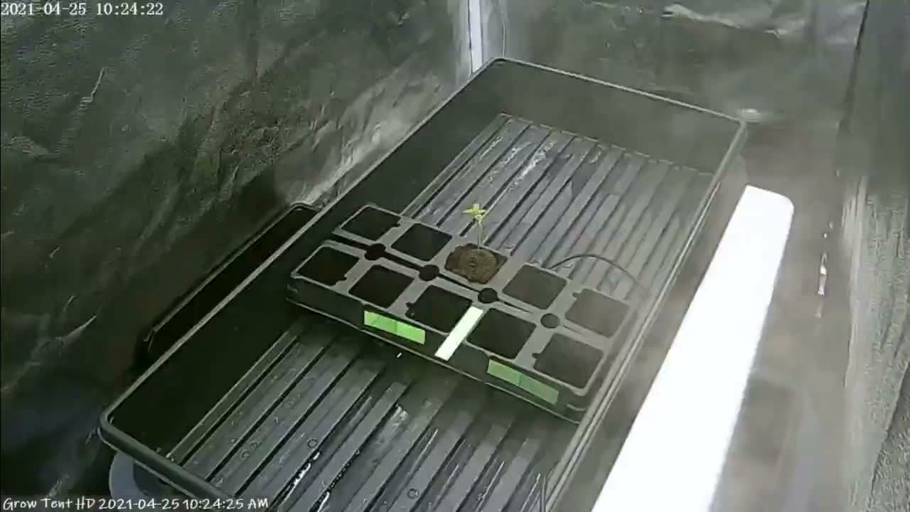 TIMELAPSE - Amnesia Haze XL Auto SAFC 2021 - Cam1 - seed to harvest