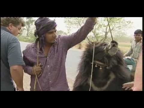 Meet the Vet Treating Sloth Bears Rescued From India’s 400-Year-Old ‘Dancing’ Practice