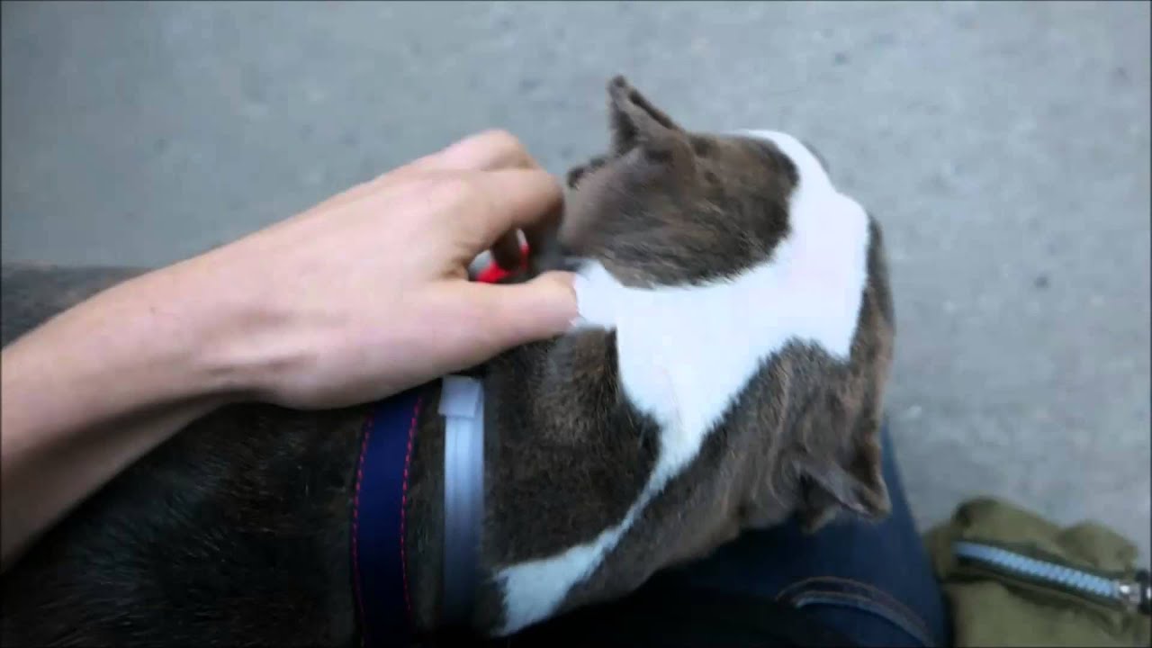 Burt Reynolds - A1054437 - Brooklyn ACC camera iphone 8 plus apk