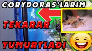 Çöpçü Baliklarim Tekrar Yumurtladi - Corydoras - Çöpçü Baliği Üreti̇mi̇ Nasil Yapilir - Corydoras -