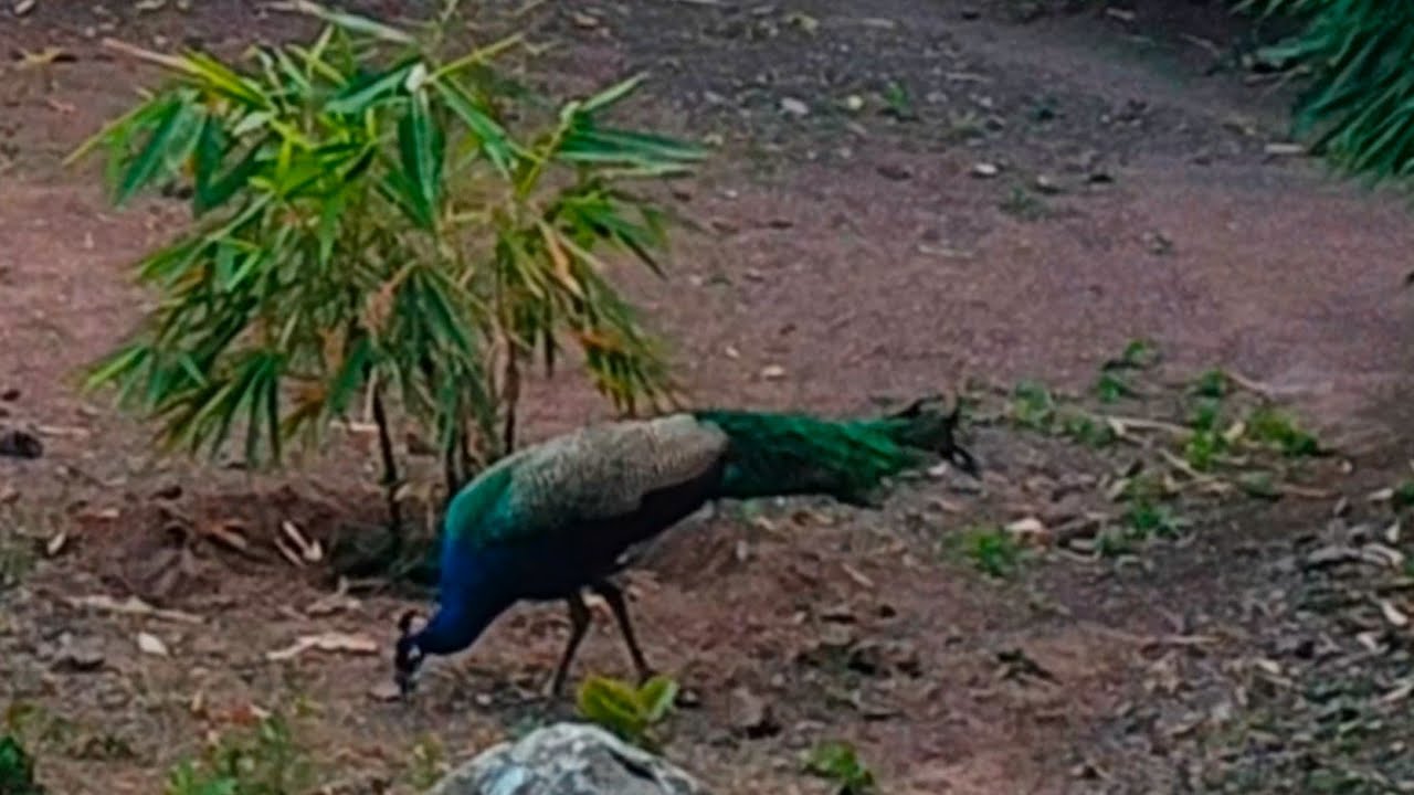 Peacocks running around 