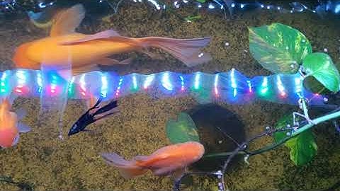 CÁ ÔNG TIÊN, CÁ BA ĐUÔI VÀ CÁ CHÉP PHI TẦN ĂN CÁM VIÊN