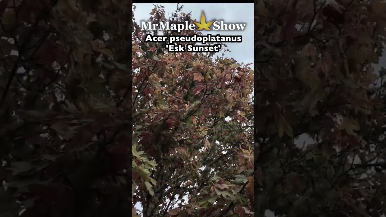 Acer pseudoplatanus 'Esk Sunset'