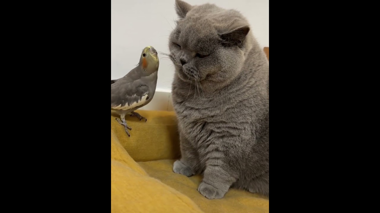 Cats and birds